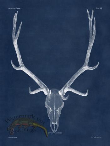 Blue Bones 15 Elk